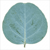 1 Eucalyptus Gunnii France Blue Tree, Hardy Evergreen Outdoor Garden Plant, 7.5 Litre Root-Ball - Frankton's