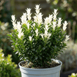 1 Euonymus Japonicus Paloma Blanca Plant, Hardy Evergreen Shrub for Garden, 7.5 Litre Root-Ball - Frankton's
