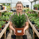 1 Euonymus Microphyllus Evergreen Hedge Plant, Hardy Low Maintenance Garden Shrub, 17cm Root-Ball - Frankton's