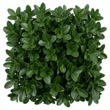 1 Euonymus Microphyllus Evergreen Hedge Plant, Hardy Low Maintenance Garden Shrub, 17cm Root-Ball - Frankton's