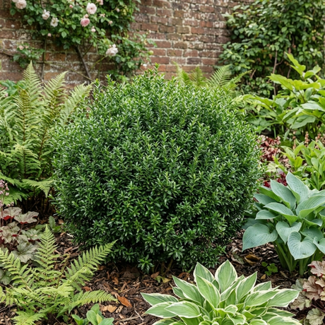 1 Euonymus Microphyllus Evergreen Hedge Plant, Hardy Low Maintenance Garden Shrub, 17cm Root-Ball - Frankton's