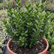 1 Euonymus Microphyllus Evergreen Hedge Plant, Hardy Low Maintenance Garden Shrub, 17cm Root-Ball - Frankton's