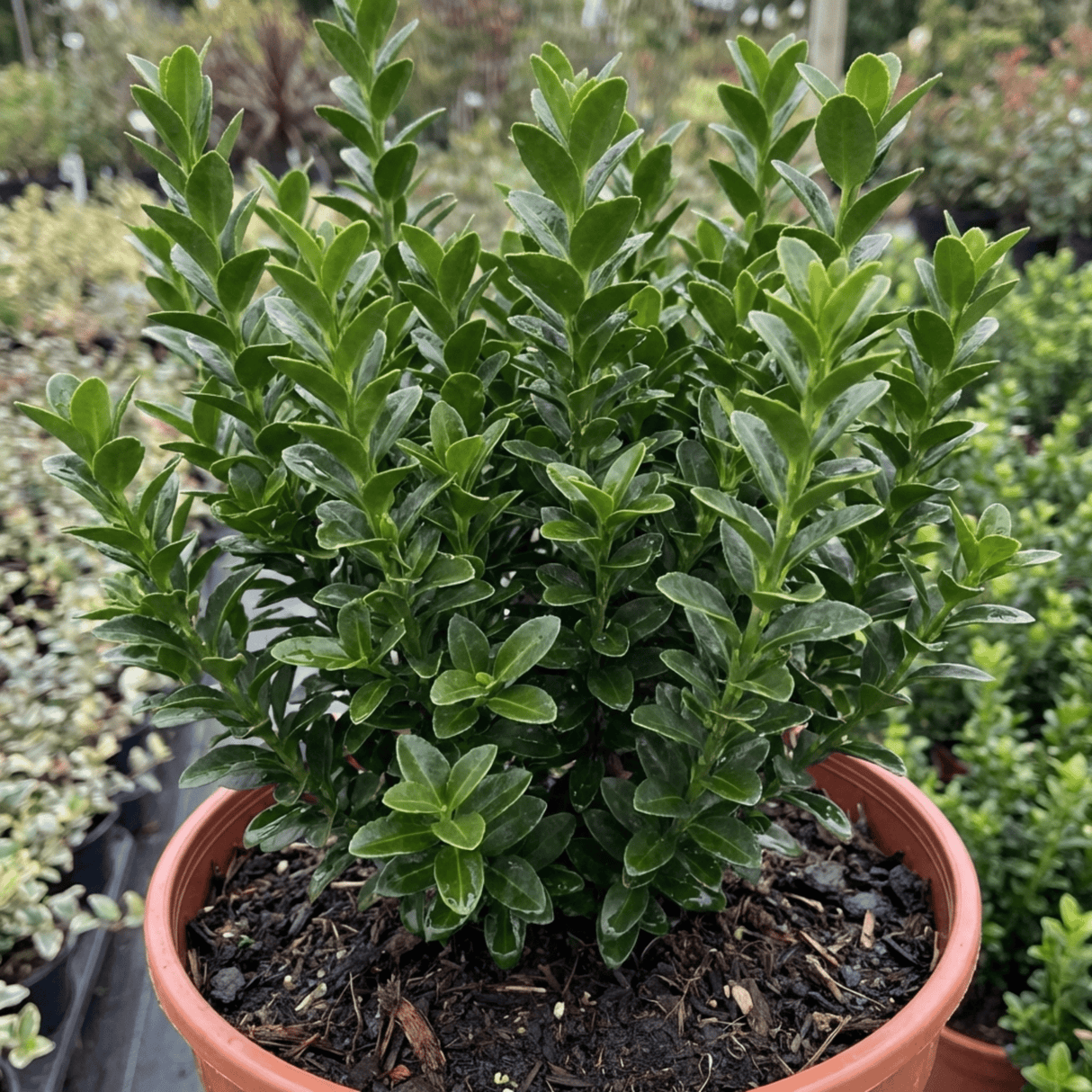 1 Euonymus Microphyllus Evergreen Hedge Plant, Hardy Low Maintenance Garden Shrub, 17cm Root-Ball - Frankton's