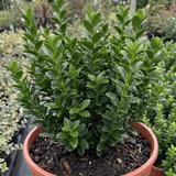 1 Euonymus Microphyllus Evergreen Hedge Plant, Hardy Low Maintenance Garden Shrub, 17cm Root-Ball - Frankton's
