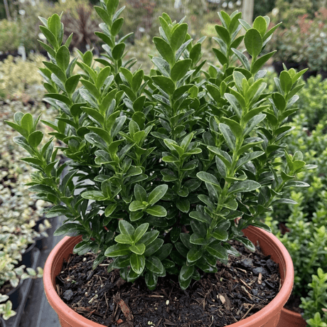 1 Euonymus Microphyllus Evergreen Hedge Plant, Hardy Low Maintenance Garden Shrub, 17cm Root-Ball - Frankton's