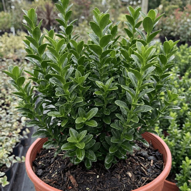 1 Euonymus Microphyllus Evergreen Hedge Plant, Hardy Low Maintenance Garden Shrub, 17cm Root-Ball - Frankton's