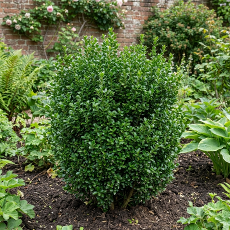 1 Euonymus Microphyllus Hardy Evergreen Hedge Plant, Buxus Alternative Garden Shrub, 26cm Root Ball - Frankton's