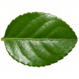 1 Euonymus Microphyllus Hardy Evergreen Hedge Plant, Buxus Alternative Garden Shrub, 26cm Root Ball - Frankton's