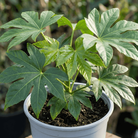 1 Fatsia Japonica Japanese Aralia Plant, Hardy Evergreen Shade Loving Shrub, 7.5 Litre Root-Ball - Frankton's