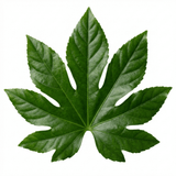 1 Fatsia Japonica Japanese Aralia Plant, Hardy Evergreen Shade Loving Shrub, 7.5 Litre Root-Ball - Frankton's