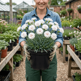 1 Fragrant Cottage Pink Dianthus Memories, Hardy Perennial Summer Flowering Garden Plant, 5L Root Ball - Frankton's