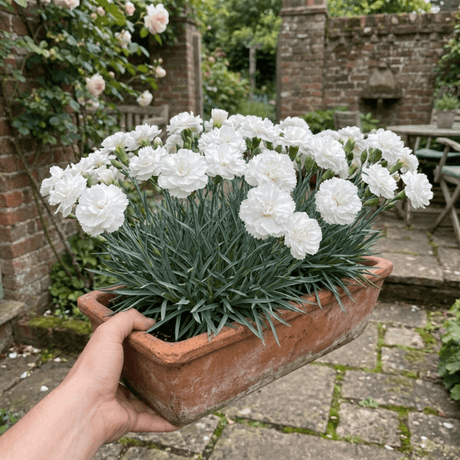 1 Fragrant Cottage Pink Dianthus Memories, Hardy Perennial Summer Flowering Garden Plant, 5L Root Ball - Frankton's