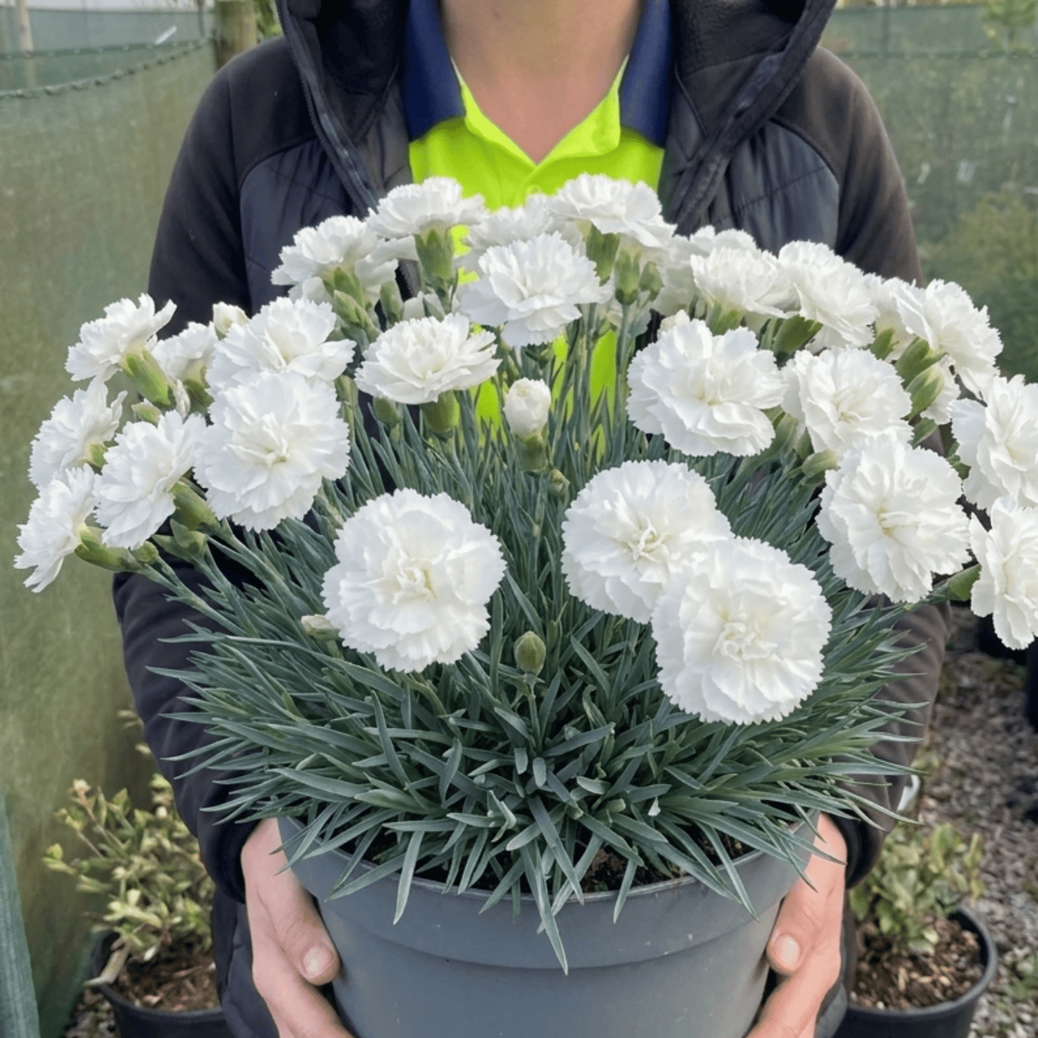 1 Fragrant Cottage Pink Dianthus Memories, Hardy Perennial Summer Flowering Garden Plant, 5L Root Ball - Frankton's