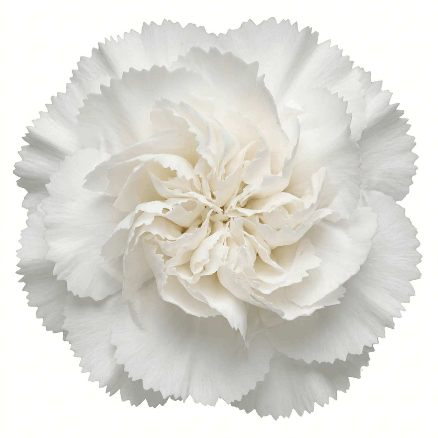 1 Fragrant Cottage Pink Dianthus Memories, Hardy Perennial Summer Flowering Garden Plant, 5L Root Ball - Frankton's