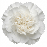 1 Fragrant Cottage Pink Dianthus Memories, Hardy Perennial Summer Flowering Garden Plant, 5L Root Ball - Frankton's