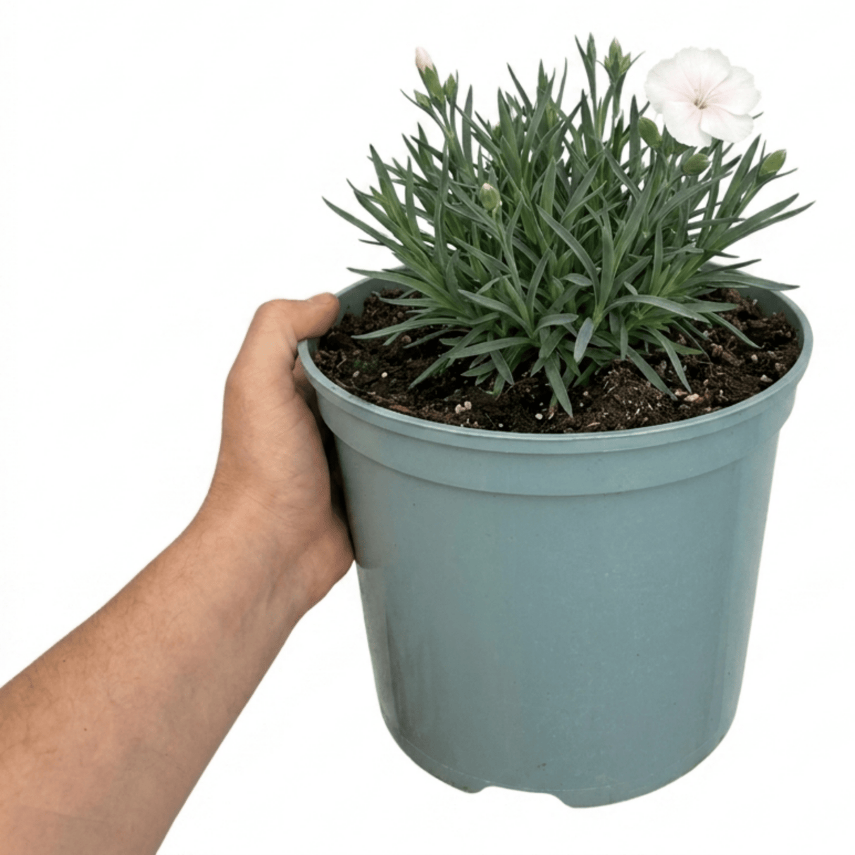 1 Fragrant Cottage Pink Dianthus Memories, Hardy Perennial Summer Flowering Garden Plant, 5L Root Ball - Frankton's