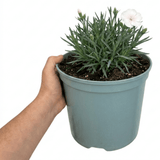 1 Fragrant Cottage Pink Dianthus Memories, Hardy Perennial Summer Flowering Garden Plant, 5L Root Ball - Frankton's