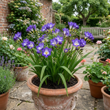 1 Freesia Delta River Hardy Perennial Plant, Fragrant Scented Summer Flowers, Garden Ready, 2L Root Ball - Frankton's