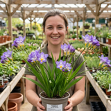 1 Freesia Delta River Hardy Perennial Plant, Fragrant Scented Summer Flowers, Garden Ready, 2L Root Ball - Frankton's