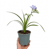 1 Freesia Delta River Hardy Perennial Plant, Fragrant Scented Summer Flowers, Garden Ready, 2L Root Ball - Frankton's