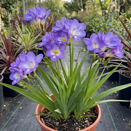 1 Freesia Delta River Hardy Perennial Plant, Fragrant Scented Summer Flowers, Garden Ready, 2L Root Ball - Frankton's