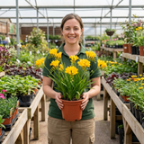 1 Freesia Gold River Outdoor Garden Plant, Fragrant Hardy Summer Flowering Perennial, 2 Litre Root Ball - Frankton's