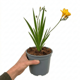 1 Freesia Gold River Outdoor Garden Plant, Fragrant Hardy Summer Flowering Perennial, 2 Litre Root Ball - Frankton's