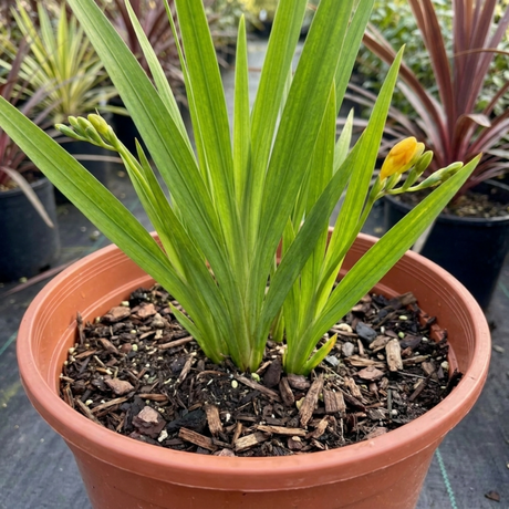 1 Freesia Gold River Outdoor Garden Plant, Fragrant Hardy Summer Flowering Perennial, 2 Litre Root Ball - Frankton's