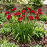 1 Freesia Red River Plant, Hardy Fragrant Perennial, Outdoor Garden Ready, 17cm Root-Ball - Frankton's