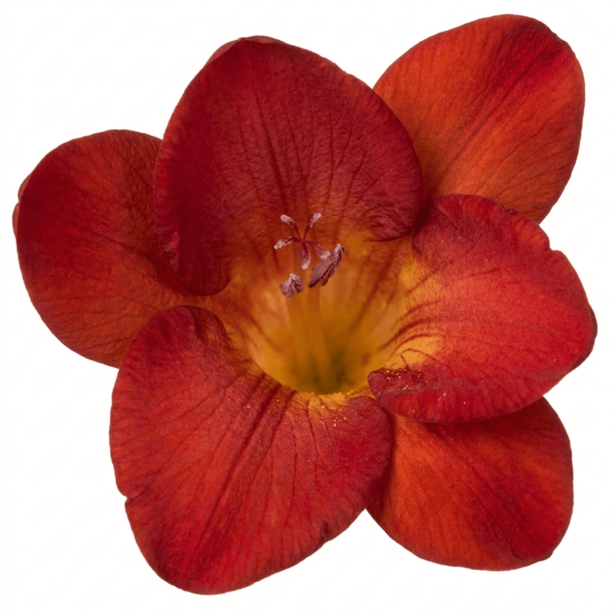 1 Freesia Red River Plant, Hardy Fragrant Perennial, Outdoor Garden Ready, 17cm Root-Ball - Frankton's