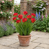 1 Freesia Red River Plant, Hardy Fragrant Perennial, Outdoor Garden Ready, 17cm Root-Ball - Frankton's