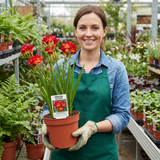 1 Freesia Red River Plant, Hardy Fragrant Perennial, Outdoor Garden Ready, 17cm Root-Ball - Frankton's