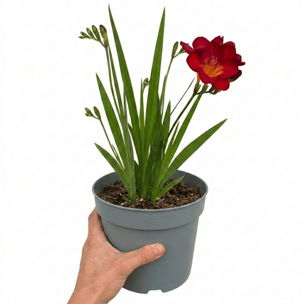 1 Freesia Red River Plant, Hardy Fragrant Perennial, Outdoor Garden Ready, 17cm Root-Ball - Frankton's