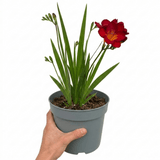 1 Freesia Red River Plant, Hardy Fragrant Perennial, Outdoor Garden Ready, 17cm Root-Ball - Frankton's