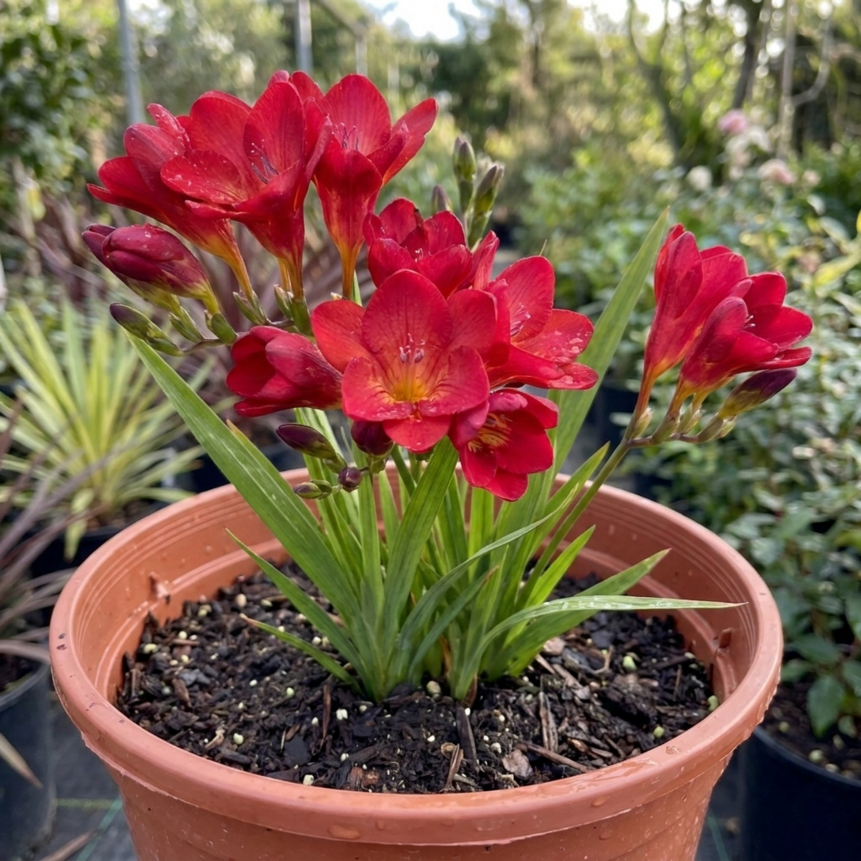1 Freesia Red River Plant, Hardy Fragrant Perennial, Outdoor Garden Ready, 17cm Root-Ball - Frankton's