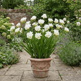 1 Freesia White River Perennial Plant, Fragrant Scented Summer Flowers, Outdoor Garden Ready, 17cm Root-Ball - Frankton's