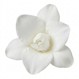 1 Freesia White River Perennial Plant, Fragrant Scented Summer Flowers, Outdoor Garden Ready, 17cm Root-Ball - Frankton's
