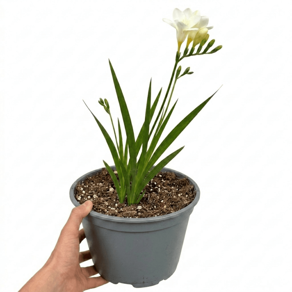 1 Freesia White River Perennial Plant, Fragrant Scented Summer Flowers, Outdoor Garden Ready, 17cm Root-Ball - Frankton's