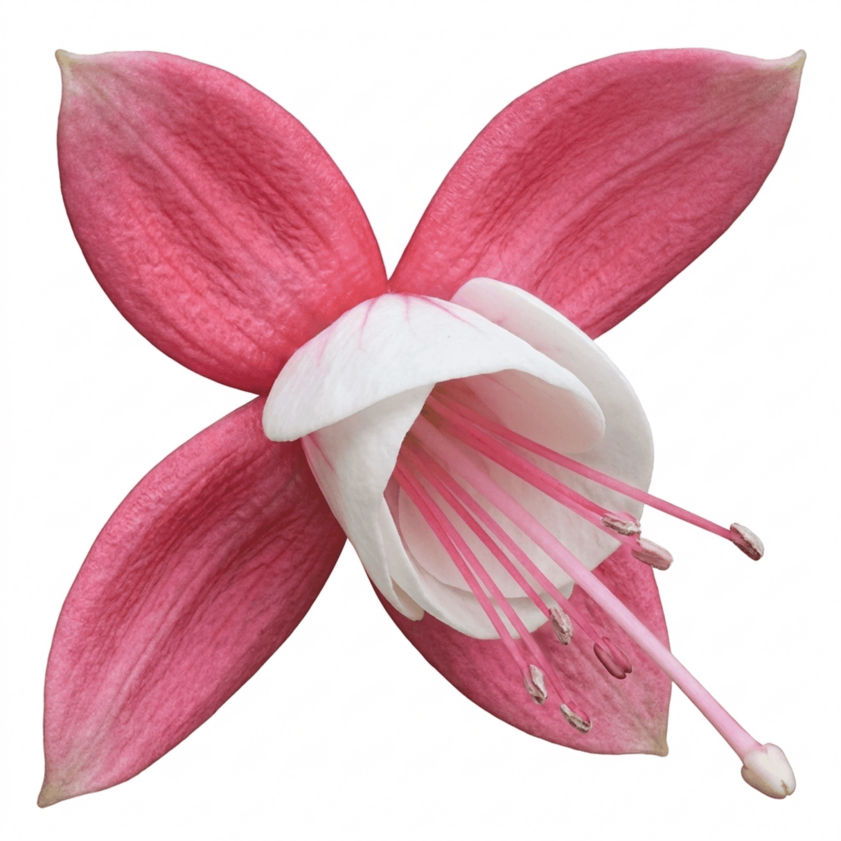 1 Fuchsia Alice Hoffman Hardy Perennial Flowering Plant, Outdoor Garden Ready, 3 Litre Root-Ball - Frankton's
