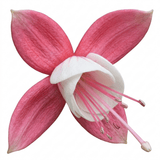 1 Fuchsia Alice Hoffman Hardy Perennial Flowering Plant, Outdoor Garden Ready, 3 Litre Root-Ball - Frankton's