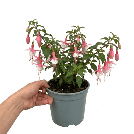 1 Fuchsia Alice Hoffman Hardy Perennial Flowering Plant, Outdoor Garden Ready, 3 Litre Root-Ball - Frankton's