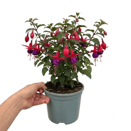 1 Fuchsia Beacon Hardy Perennial Plant, Summer Flowering, Outdoor Garden Ready, 3 Litre Root Ball - Frankton's