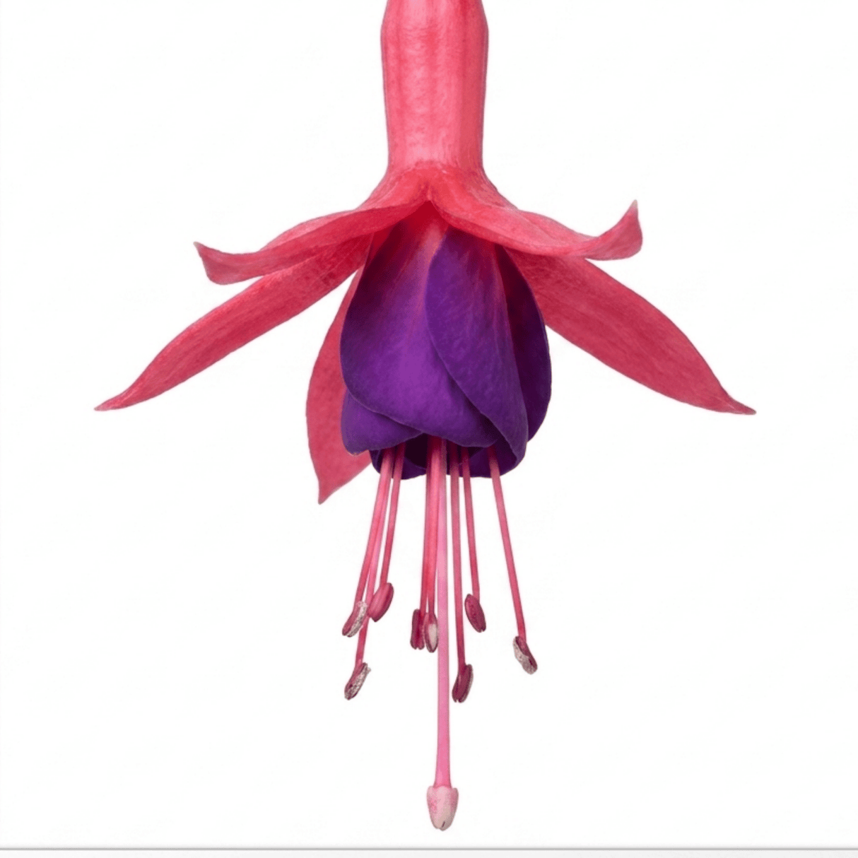 1 Fuchsia Beacon Hardy Perennial Plant, Summer Flowering, Outdoor Garden Ready, 3 Litre Root Ball - Frankton's