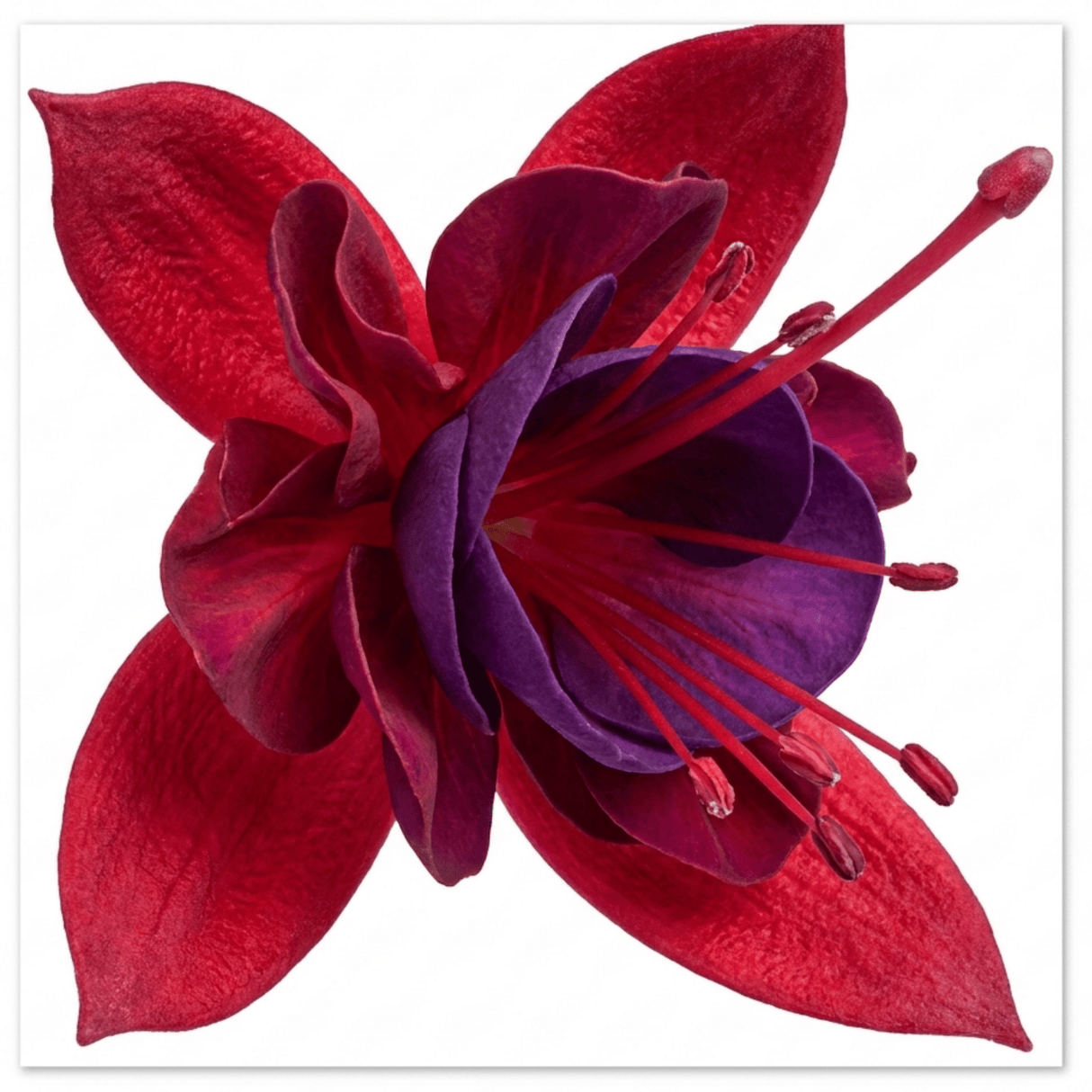 1 Fuchsia Tom Thumb Hardy Perennial Flowering Plant, Outdoor Garden Ready, 3 Litre Root-Ball - Frankton's