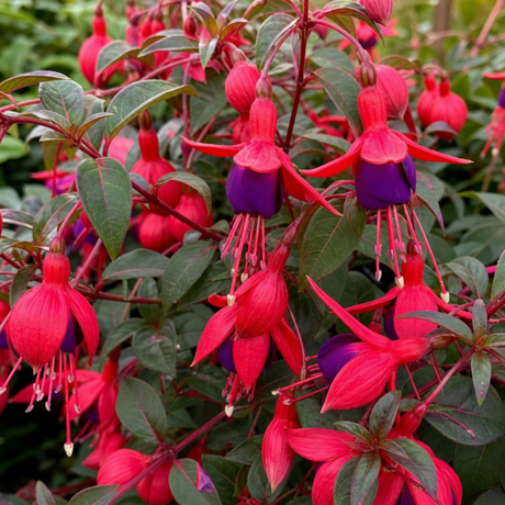 1 Fuchsia Tom Thumb Hardy Perennial Flowering Plant, Outdoor Garden Ready, 3 Litre Root-Ball - Frankton's