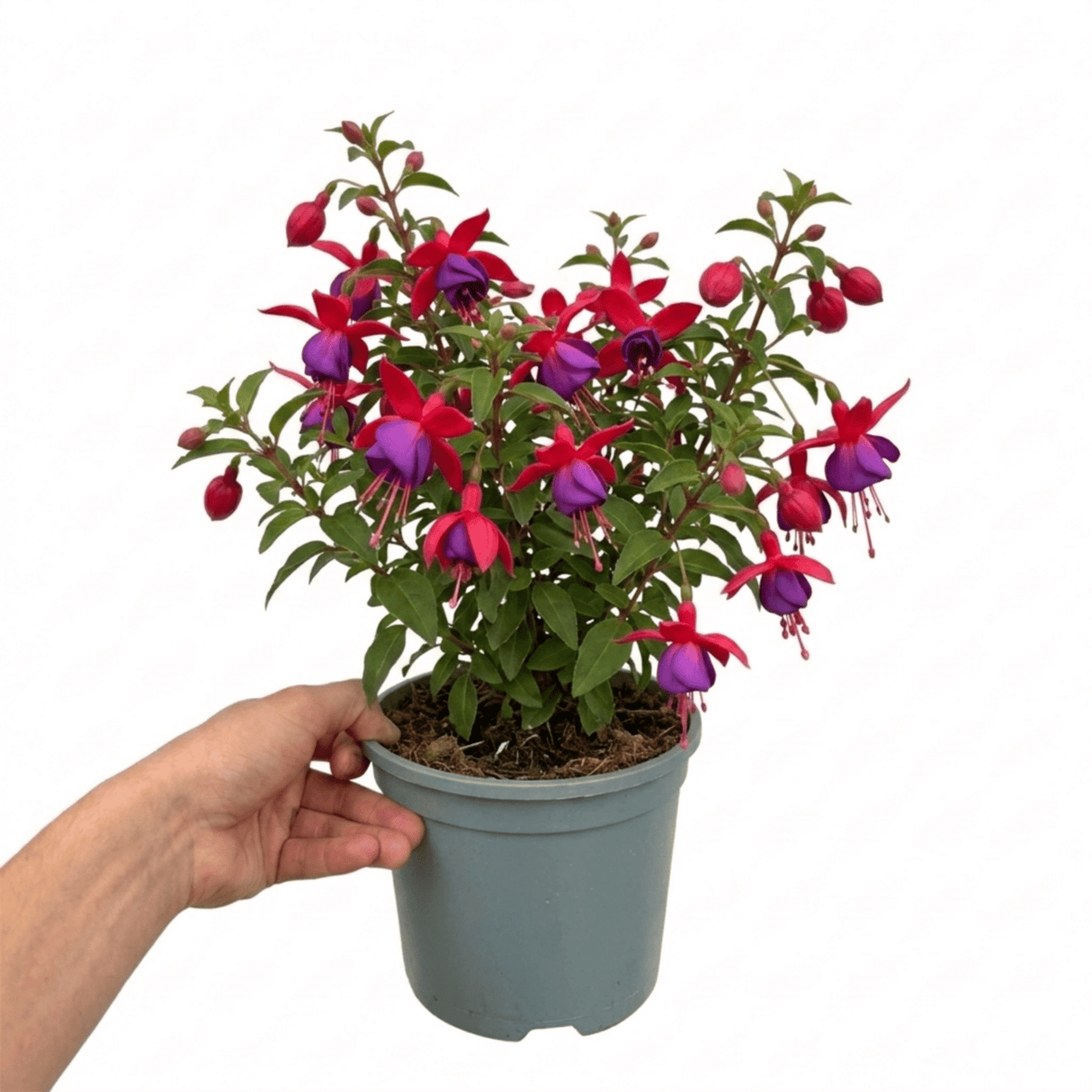 1 Fuchsia Tom Thumb Hardy Perennial Flowering Plant, Outdoor Garden Ready, 3 Litre Root-Ball - Frankton's