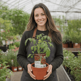 1 Gardeners Delight Cherry Tomato Plant, Live Outdoor Garden Ready, Established 2 Litre Root Ball - Frankton's