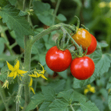 1 Gardeners Delight Cherry Tomato Plant, Live Outdoor Garden Ready, Established 2 Litre Root Ball - Frankton's