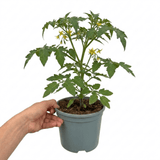 1 Gardeners Delight Cherry Tomato Plant, Live Outdoor Garden Ready, Established 2 Litre Root Ball - Frankton's