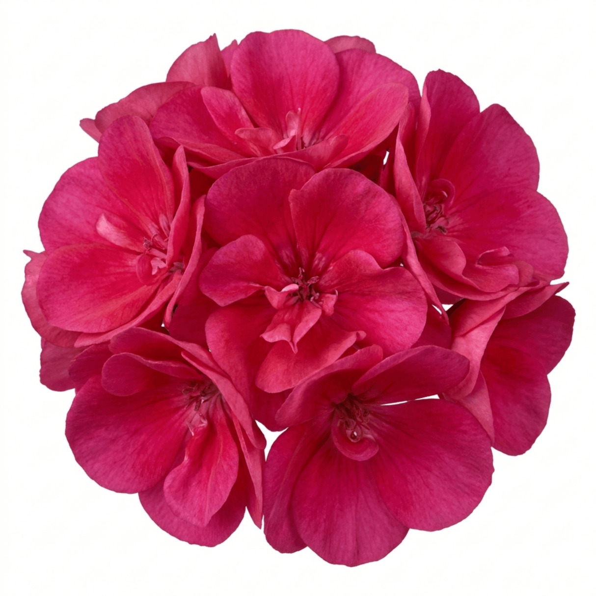 1 Geranium Calliope Deep Rose, Premium Large Flowering Summer Bedding Plant, 5L Root-Ball - Frankton's